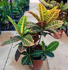 نبات كروتون أو الكوديوم codiaeum variegatum pictum هذا النبات موطنه الأصلي جزر سوندا في آسيا الاستوائية وأوراقه تختلف شكلا ولونا plants plant leaves garden