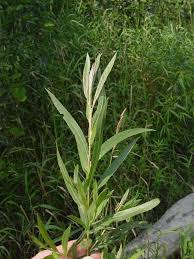 Image result for Salix