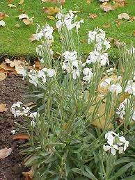 Image result for Matthiola