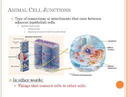 Check spelling or type a new query. Animal Cell Junctions By Isaac Fang In Bio 4h Ppt Download