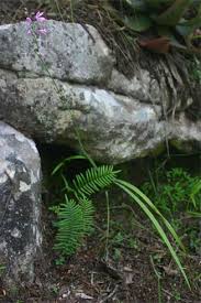 Image result for Radinosiphon leptostachya