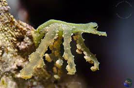 Image result for Isoglossa membranacea