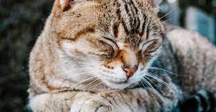 كيفية علاج اسهال القطط بدون الذهاب الى الطبيب الدليل الشامل لاسهال القطط cats animals