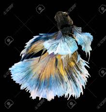 Cría selectiva de betta splendens de calidad en madrid, hablamos de betta splendens, acuariofilia, bricolage y acuarios, alimento vivo. Betta Fish Siamese Fighting Fish Betta Splendens Dumbo Halfmoon Stock Photo Picture And Royalty Free Image Image 42741631