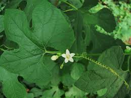 Image result for Cayaponia