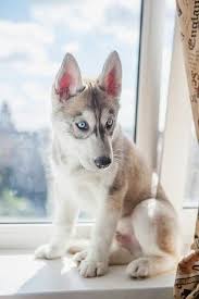 Sveta Sharap Adli Kullanicinin Huskies Panosundaki Pin Yavru Kopek Hayvan Kopek