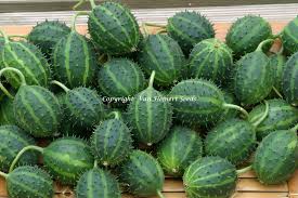 Image result for Cucumis humifructus