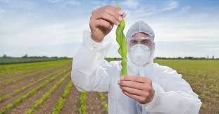 Genetic modification permits the transfer of genes between organisms that are not normally able to according to isaaa global update, 2014, biotech crop hectares were planted in 28 countries in 2014. Do Gmos Have Side Effects Here S What Experts Think