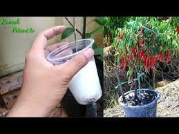 Rahasia Pohon Cabe Berbuah Lebat Dengan Pupuk Garam Dapur Youtube Kebun Kecil Menanam Sayuran Tanaman