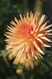 Cactus dahlias require less staking. Dahlia Mallorca Dahlien Garten Bilder