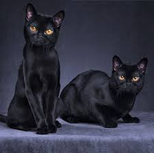It is a rare example of a recently recognized cat breed which is actually ancient. 11 Black Cat Breeds Bombay Japanese Bobtail And More