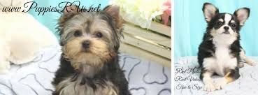 Scratcher joined 1 year, 2 months ago united states. Puppies R Us Home Facebook