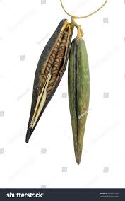 Image result for Telosma