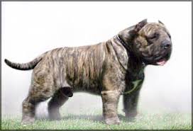 10 Best Hybrid Dog Breeds In The World In 2020 Hybrid Dogs Dog Breeds Dogs