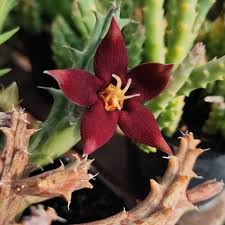 Image result for Piaranthus atrosanguineus