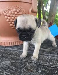 Maybe you would like to learn more about one of these? Pug Puppy For Sale Adoption Rescue For Sale In Kerrville Texas Classified Americanlisted Com