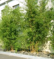 Bereiten sie das pflanzloch für den bambus gründlich vor. Bambus Pflanzenshop Winterharte Sorten Heckenpflanzen Und Bambus Fur Innenraume Kaufen
