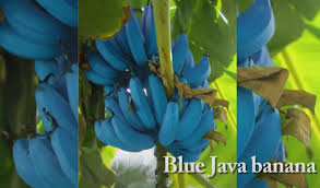 Check spelling or type a new query. Scoprire Le Banane Blu Di Java Con Il Gusto Del Gelato Alla Vaniglia