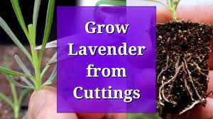 Grow Lavender From Cuttings Youtube Growing Lavender How To Propagate Lavender Lavender
