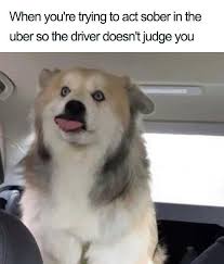 You're doing a really greatjob. Most Memorable Times When Animal Memes Rocked The Marketing Industry Freelancer Blog