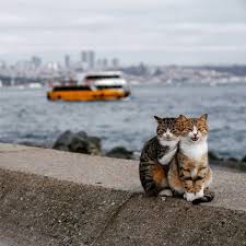 50 Gambar Kucing Lucu Dan Imut Sedunia Kucing Co Id