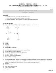 19 x 12 cm colección: Pagina 1 Biologia Tercero Medio Prueba Del Sistema Nervioso Neuronas Y Glias 37 Preguntas Respuestas Al Final 2015 Sistema Nervioso Neuronas Nervioso