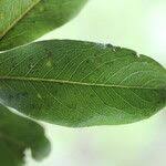 Image result for Diospyros kirkii