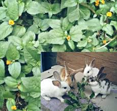 8 Jenis Rumput Pakan Kelinci Yang Bagus Beserta Gambarnya Hobinatang