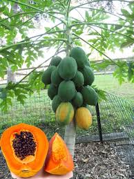 Pin On Grow Your Own Bonsai Flower From Seeds