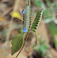 Image result for Rungia paxiana