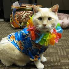 ASPEN MEADOW VETERINARY SPECIALISTS