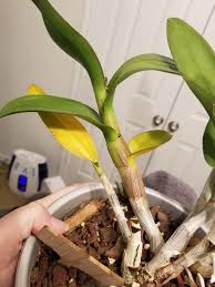 Yellow leaves, burnt leaves, old leaves, brown leaf tips and other common leaf ailments part !become one of my awesome subscribers! Dendrobium Leaves Turning Yellow Orchid Board Most Complete Orchid Forum On The Web