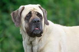 Shortest Living Dog Breeds Stacker