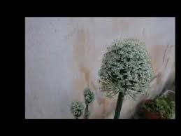 Fagioli 500 e 250 gr. Fiore Di Cipolla Di Tropea Youtube