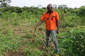 People Flee As Elephants Destroy Homes and Farms Searching For Food
