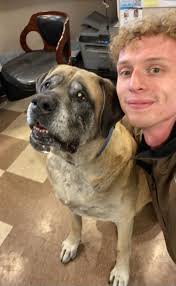 Meet Sumo from Lotus Gunworks of South Florida He's part dog, part  dinosaur, and all heart. 🐾 This Harlequin Great Dane is built like a  linebacker but acts like a teddy bear.