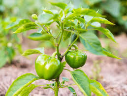 Including simple solutions for increasing or decreasing the humidity in the home is one of the hardest things to get right, and even if you strike that perfect level it's very difficult to maintain constantly and consistently. Bell Pepper Moisture And Soil Requirements Best Landscape Ideas