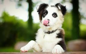 The pomeranian and the maltese are some smaller breeds of cute fluffy white dogs. Download Wallpapers Border Collie Little Cute Puppy White Black Small Dog Pets Puppies For Desktop Free Pictures For Desktop Free