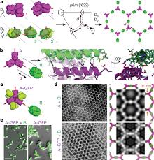 Qualora la cifra originaria sia espressa in lire, mentre la cifra rivalutata debba essere espressa in euro, occorre. Design Of Biologically Active Binary Protein 2d Materials Nature