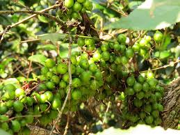 Image result for Halleria lucida