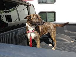 Shop dutch shepherd pitbull mix hoodies and sweatshirts designed and sold by artists for men, women, and everyone. Crimson Dutch Shepherd Mix Dutch Shepherd Forum