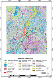 Image result for Grewia conocarpoides
