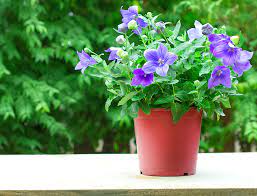 Adding sand to the soil may help it drain better. Guide To Balloon Flowers How To Grow Care For Platycodon Grandiflorus
