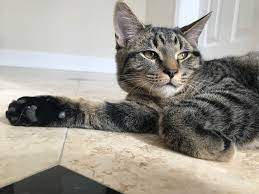 My cat zoe is approximately 6 months old and i feel she is a mainecoon/munchkin breed. Parents Were Not Maine Coon But Everyone Thinks She May Have Some Any Thoughts He Has A Very Fat Tail And His Brother Is Black And Half His Size Mainecoon