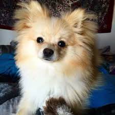 We did not find results for: Original Pomeranian Puppy Price Novocom Top