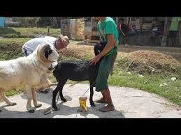 See more of kawin kuda on facebook. Kuda Kawin Xl 3gp Mp4 Mp3 Flv Indir