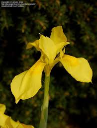 Image result for Moraea spathulata