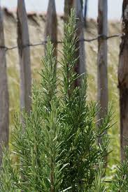 Check spelling or type a new query. Rosemary Growing Care And Harvest Of Rosemary