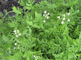 Image result for Oenanthe