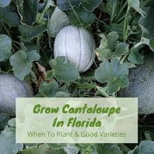 Because it is descended from a tropical vine, it would probably. Grow Cantaloupe In Florida When To Plant Things To Lookout For
